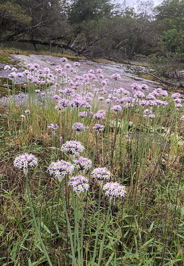 image of Allium keeverae, Keever’s Onion, Brushy Mountain Onion