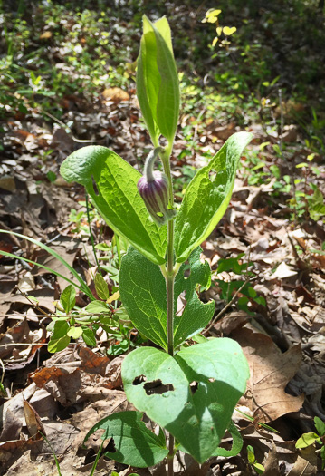 image of Clematis ochroleuca, Curlyheads