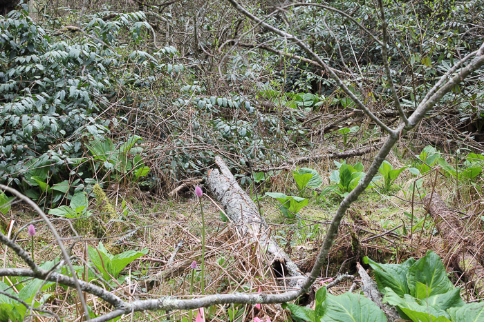 image of Helonias bullata, Swamp Pink