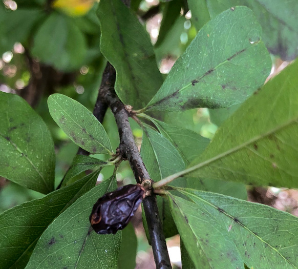 image of Sideroxylon lycioides, Buckthorn Bumelia, Buckthorn Bully, Carolina Buckthorn