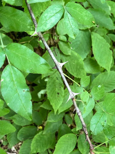 image of Zanthoxylum americanum, Northern Toothache Tree, Northern Prickly-ash