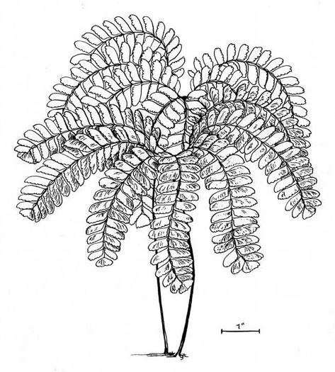 image of Adiantum pedatum, Northern Maidenhair Fern