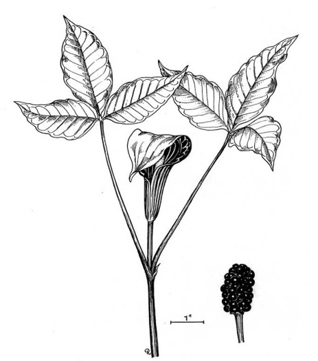 drawing of Arisaema triphyllum, Common Jack-in-the-Pulpit, Indian Turnip