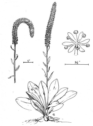 drawing of Chamaelirium luteum, Fairywand, Devil's Bit