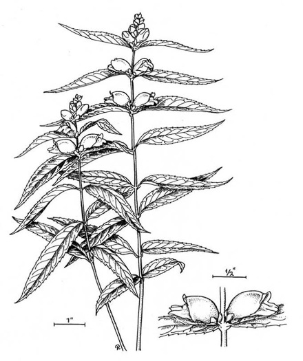 drawing of Chelone glabra, White Turtlehead