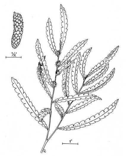 image of Comptonia peregrina, Sweet-fern