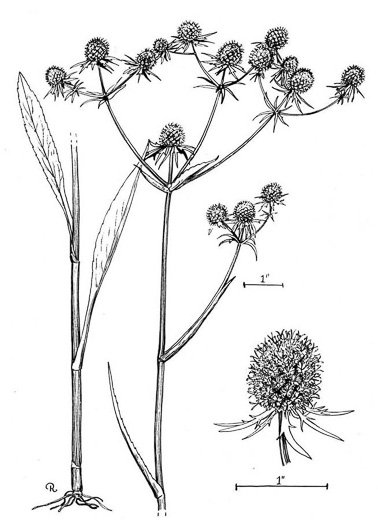 image of Eryngium aquaticum, Marsh Eryngo