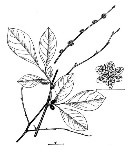 image of Lindera benzoin, Northern Spicebush, Wild Allspice