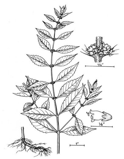 image of Lycopus virginicus, Virginia Bugleweed, Virginia water horehound