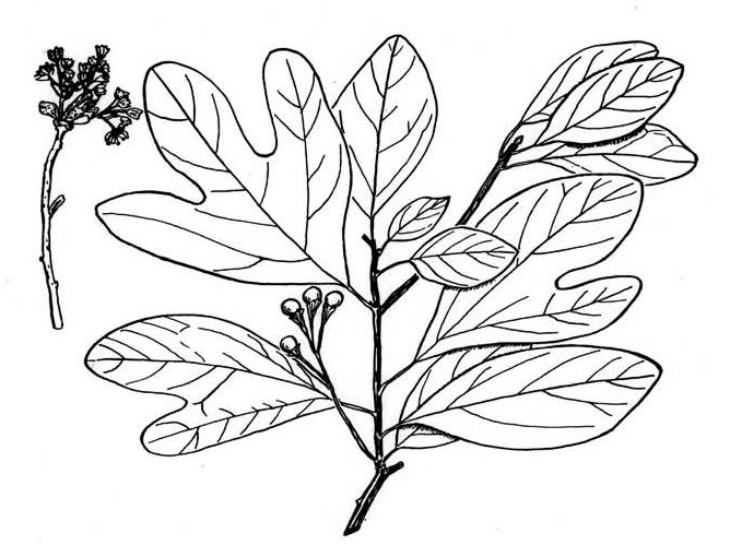 image of Sassafras albidum, Sassafras