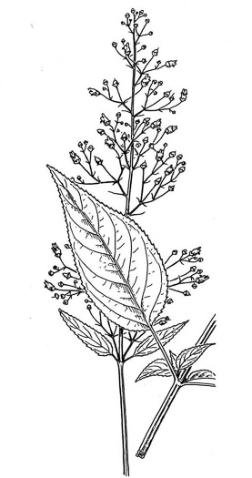 image of Scrophularia marilandica, Eastern Figwort, Carpenter's Square, Late Figwort