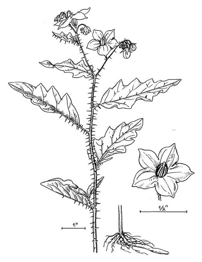 image of Solanum carolinense var. carolinense, Carolina Horsenettle, Ball-nettle