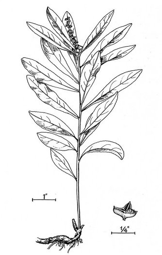 image of Stillingia sylvatica, Queen's-delight