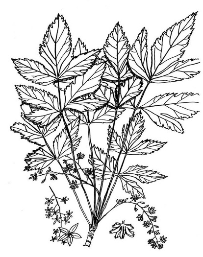 drawing of Xanthorhiza simplicissima, Yellowroot