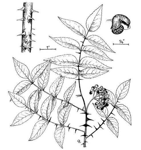 drawing of Zanthoxylum clava-herculis, Southern Toothache Tree, Hercules-club, Sea-ash, Southern Prickly-ash