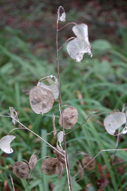 image of Lunaria annua, Money Plant, Annual Honesty, Silver-dollar Plant