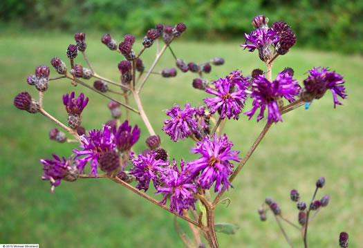 image of Vernonia gigantea, Tall Ironweed, Common Ironweed, Giant Ironweed