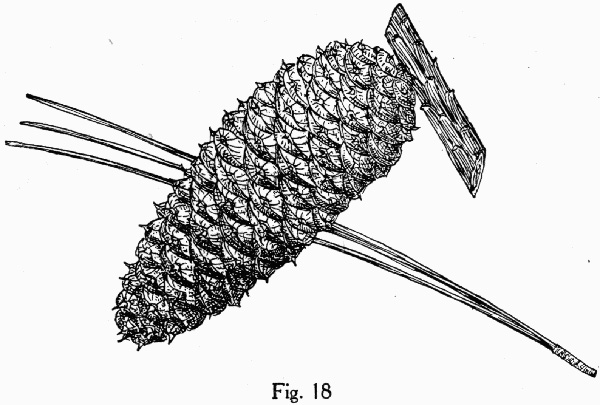 image of Pinus taeda, Loblolly Pine, Old Field Pine