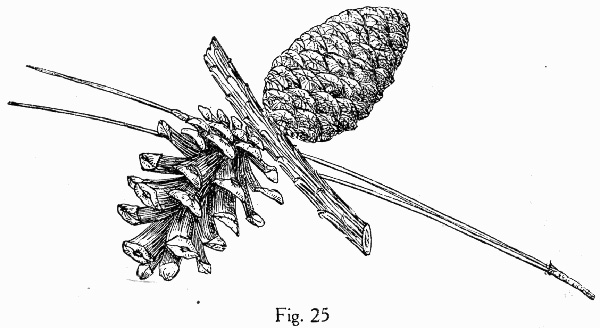 image of Pinus resinosa, Red Pine