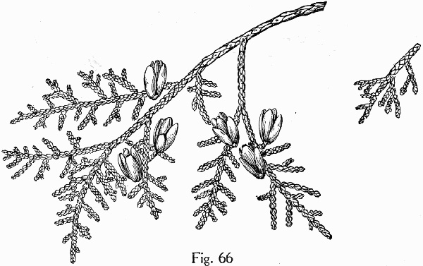 image of Thuja occidentalis, American Arborvitae, Northern White Cedar, Flat Cedar, Eastern Arborvitae