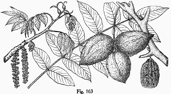 image of Juglans cinerea, Butternut, White Walnut