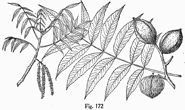 image of Carya aquatica, Water Hickory, Bitter Pecan