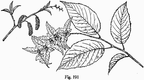 image of Carpinus caroliniana +, Musclewood, American Hornbeam, Blue-beech, Ironwood