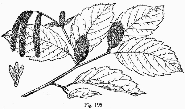 image of Betula alleghaniensis, Yellow Birch