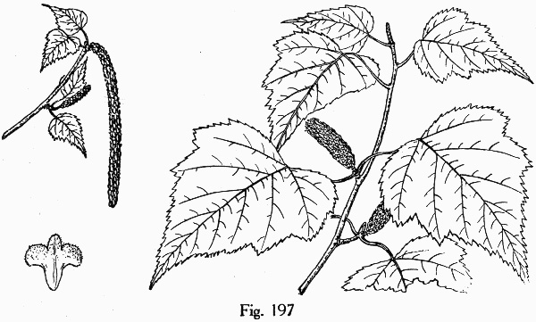 image of Betula populifolia, Gray Birch, White Birch