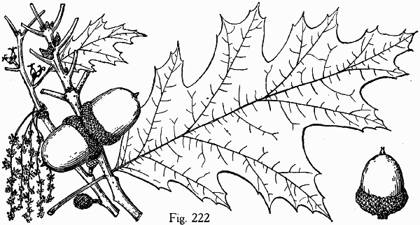 image of Quercus rubra +, Northern Red Oak, Red Oak