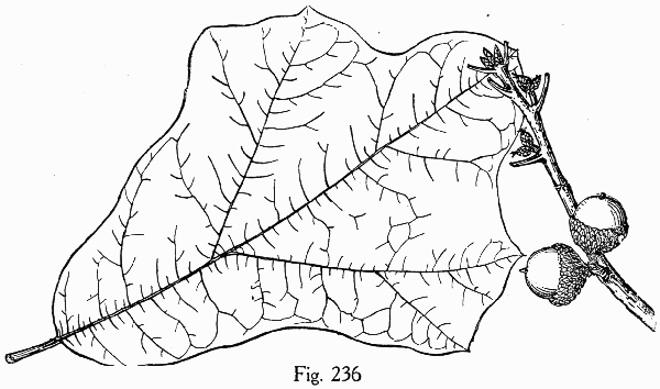 drawing of Quercus marilandica var. marilandica, Blackjack Oak