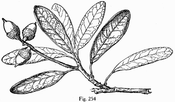 drawing of Quercus geminata, Sand Live Oak