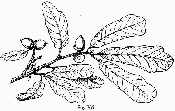 image of Quercus durandii var. breviloba, Bigelow Oak