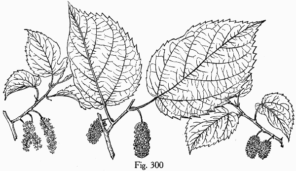 image of Morus rubra, Red Mulberry