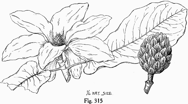 image of Magnolia macrophylla, Bigleaf Magnolia, Large-leaved Magnolia, Umbrella Tree