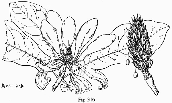 image of Magnolia fraseri, Fraser Magnolia, Mountain Magnolia, Earleaf Umbrella-tree, Umbrella Tree