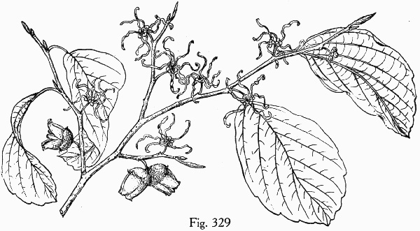 image of Hamamelis virginiana var. virginiana, Northern Witch-hazel