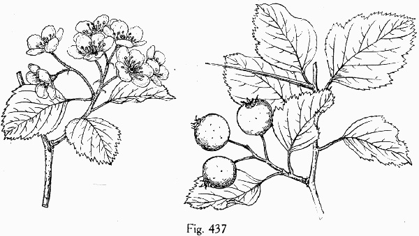 image of Crataegus mollis var. lanuginosa, Woolly Hawthorn, Webb City Hawthorn