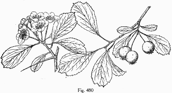 image of Crataegus senta, Rough Hawthorn, Southern Haw