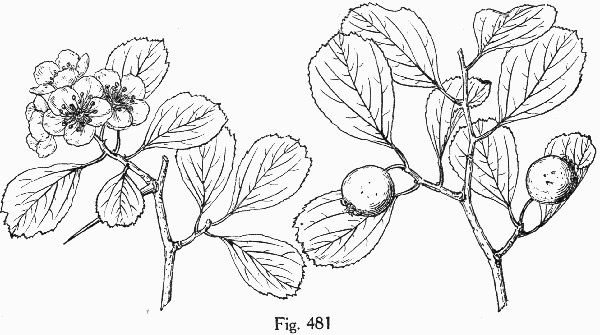 image of Crataegus visenda, Bristol Hawthorn