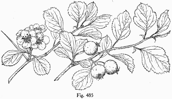 image of Crataegus dispar, Aiken Hawthorn