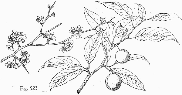 image of Prunus angustifolia, Chickasaw Plum, Sandhill Plum, Florida Sand Plum, Sand Plum