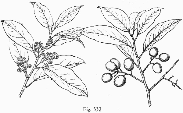 image of Prunus caroliniana, Carolina Cherry Laurel, Carolina Laurel Cherry