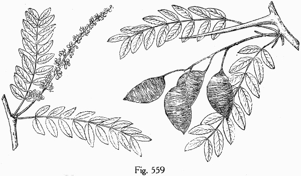 image of Gleditsia aquatica, Water Locust