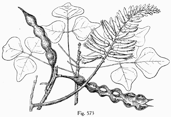 image of Erythrina herbacea, Coral-bean, Cardinal-spear