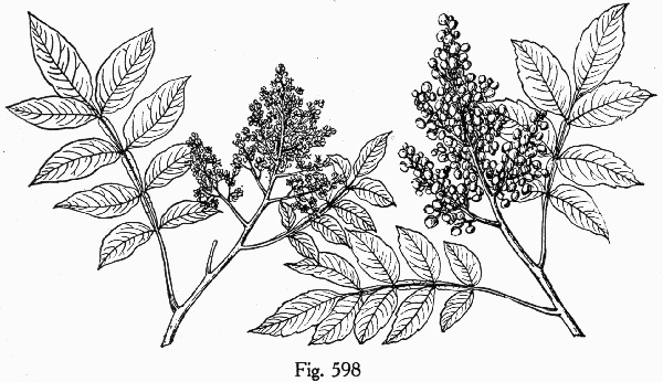 drawing of Rhus copallinum +, Winged Sumac, Shining Sumac, Dwarf Sumac