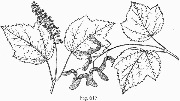 image of Acer spicatum, Mountain Maple