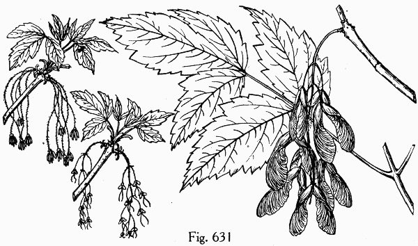 image of Acer negundo var. negundo, Eastern Box Elder, Ash-leaved Maple, River Maple