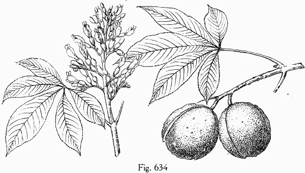 image of Aesculus flava, Yellow Buckeye