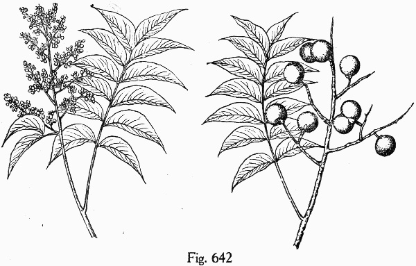 image of Sapindus saponaria var. drummondii, Western Soapberry